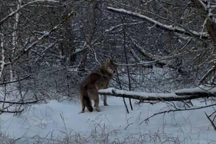 Не боїться радіації: у Чорнобилі помітили небезпечного хижака