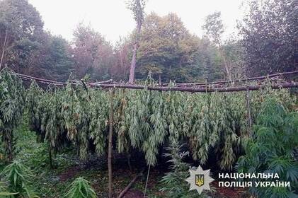 Намет у хащах і 3000 кущів конопель: на Вінниччині викрили замасковану наркоплантацію