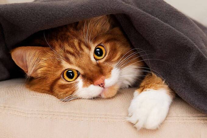 Як зігріти домашніх тварин, коли немає світла: простий спосіб