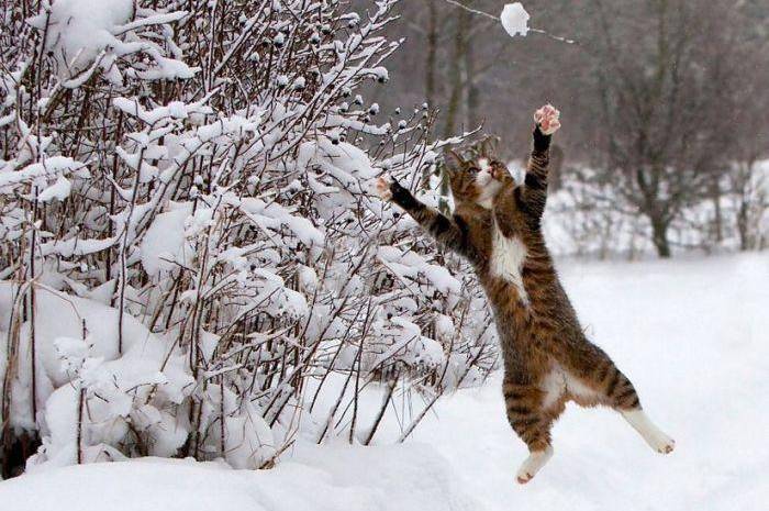 Сніг і пориви до 20 м/с: Вінниччину накриє вітряна погода з натяком на відлигу