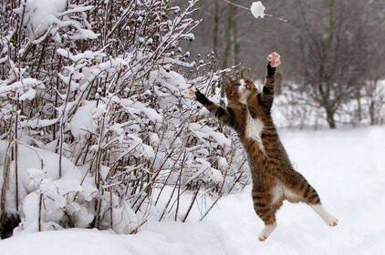 Сніг і пориви до 20 м/с: Вінниччину накриє вітряна погода з натяком на відлигу