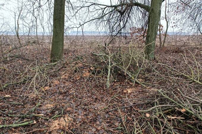 У Барській громаді виявили незаконну вирубку дерев у захисній лісосмузі