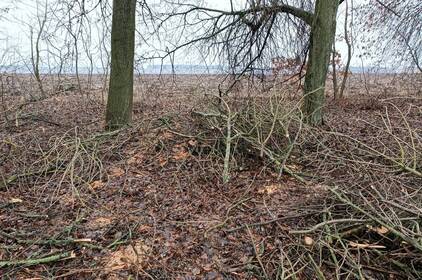 У Барській громаді виявили незаконну вирубку дерев у захисній лісосмузі