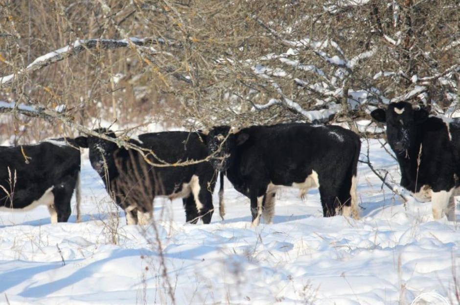 Як зимує здичавіле стадо корів у Чорнобильському заповіднику (фото)