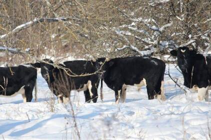 Як зимує здичавіле стадо корів у Чорнобильському заповіднику (фото)
