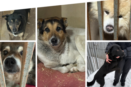 Другий шанс на дім: як у Вінниці працює муніципальний притулок для собак