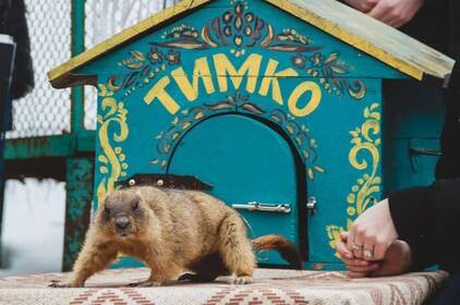 Цьогоріч бабак Тимко прогнозуватиме весну без натовпу та камер