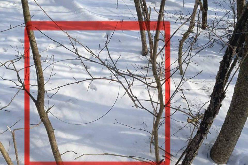 У нацпарку «Кармелюкове Поділля» виявили петлі для незаконного відлову тварин