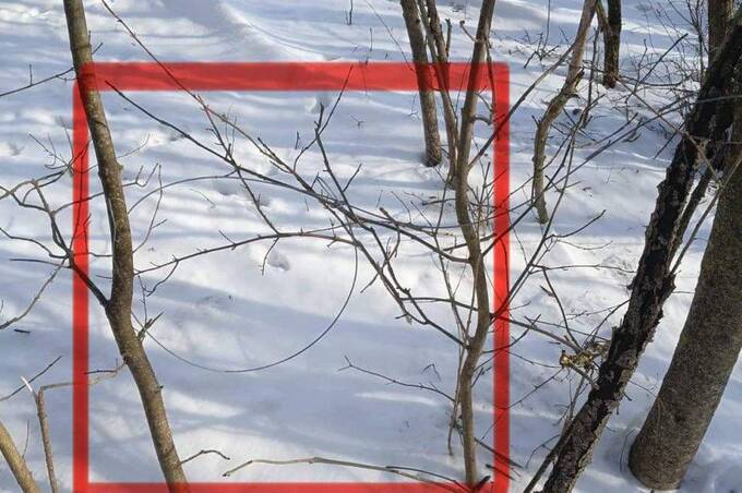 У нацпарку «Кармелюкове Поділля» виявили петлі для незаконного відлову тварин