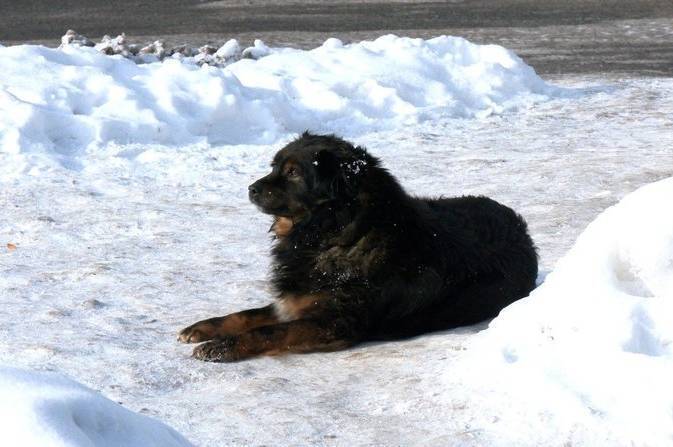 У Вінниці рятують безпритульних тварин від лютих морозів: волонтери та бізнес об’єднують зусилля
