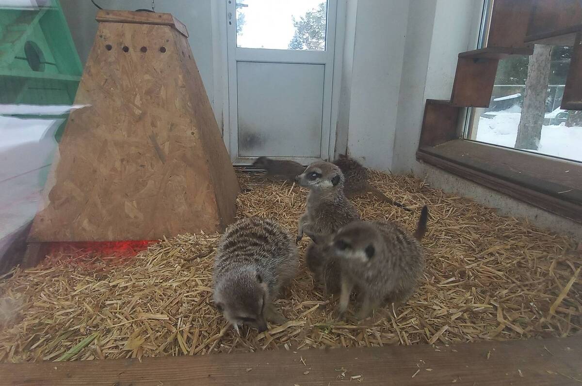 У Подільському зоопарку в родині сурікатів з’явилося маля