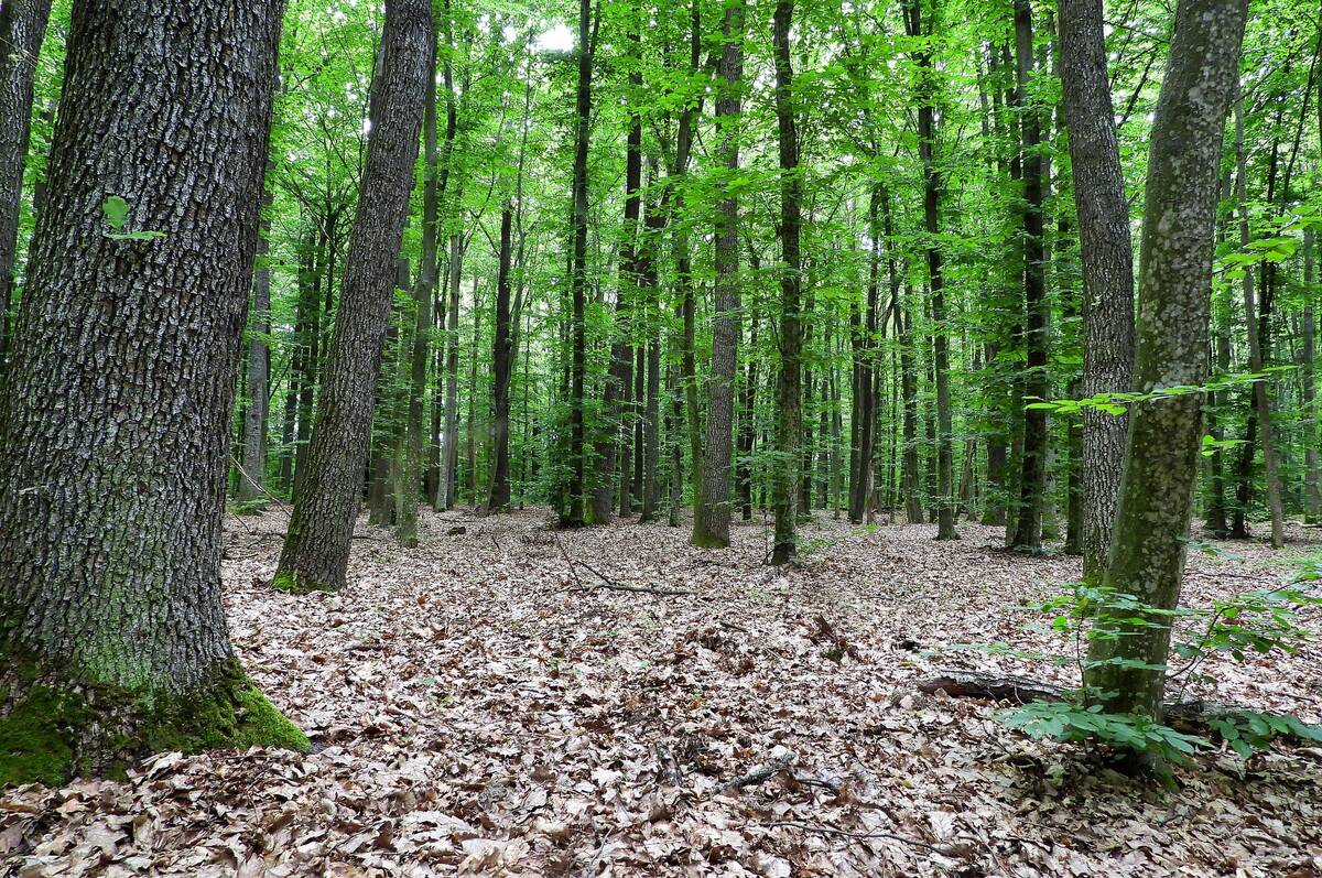 Суд повернув 5 гектарів лісу у Барській громаді в обласну власність
