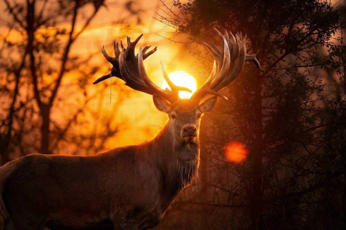На Київщині браконьєр застрелив оленя Руні з Книги рекордів України