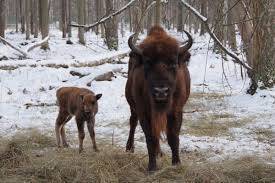 На Вінниччині стадо зубрів зросло до 140 особин: за рік народилося 12 малят (відео)