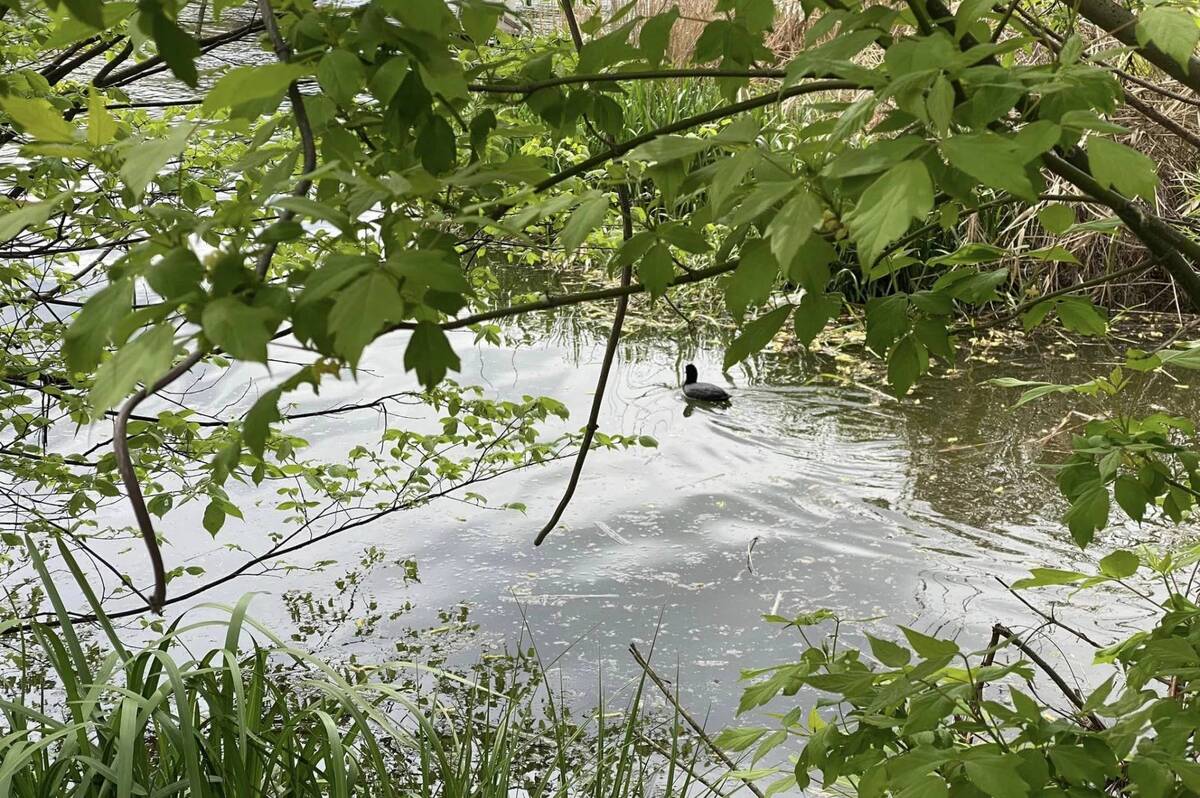 У Вінниці створили відкриту онлайн-карту малих річок громади