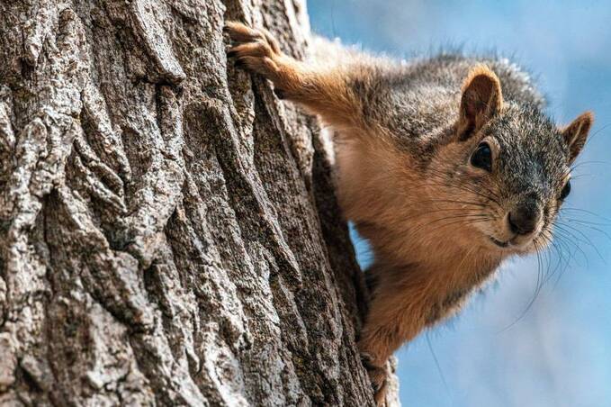 До +11° і без опадів: якою буде погода на Вінниччині 1–2 березня