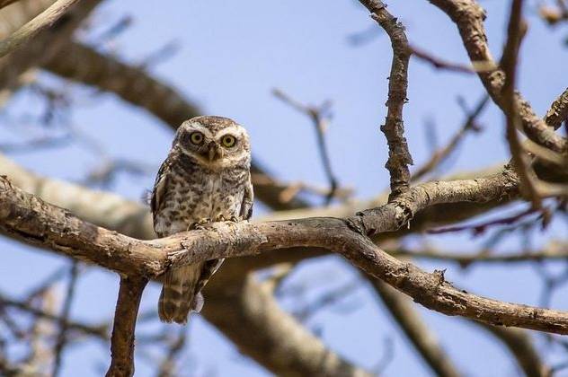 Потепління до +10° та сильний вітер: прогноз погоди на 6–7 березня для Вінниці та області