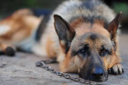 В Україні заборонили тримати собак на ланцюгу