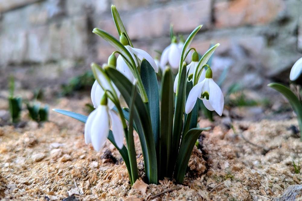 За продаж первоцвітів передбачено штрафи та конфіскацію рослин 