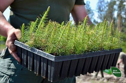 На Вінниччині цієї весни відновлять понад 500 гектарів лісових насаджень 
