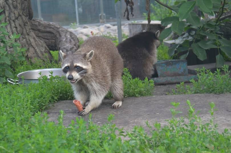 Відома техкомпанія LetyShops дбатиме про єнотів Подільського зоопарку