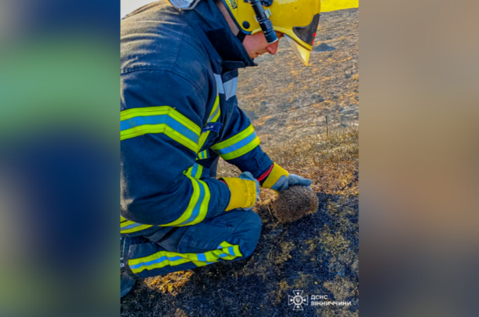 Підпали сухої трави знищують тварин: людей закликають не провокувати пожежі