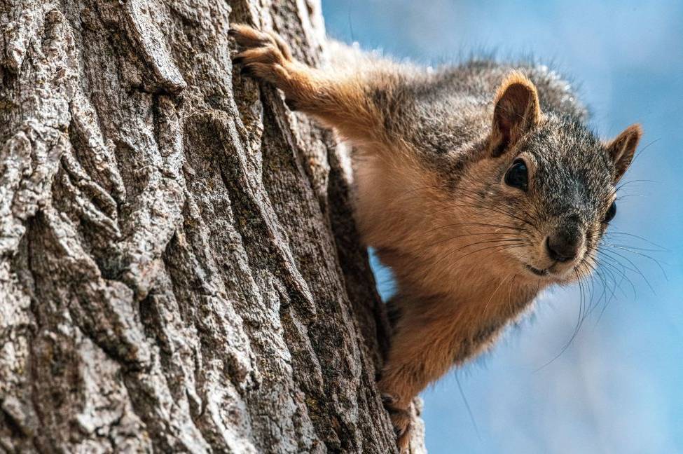 Тепло без опадів: якою буде погода на Вінниччині 26–27 березня