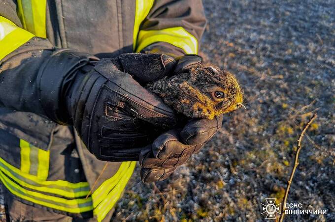 На Вінниччині за добу сталося 38 пожеж в екосистемах: вигоріло понад 13 гектарів