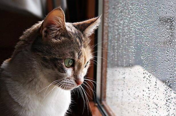 Дощі та вітер: якою буде погода на Вінниччині 29–30 березня