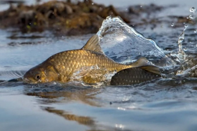 На Вінниччині стартує нерестова заборона: що потрібно знати рибалкам