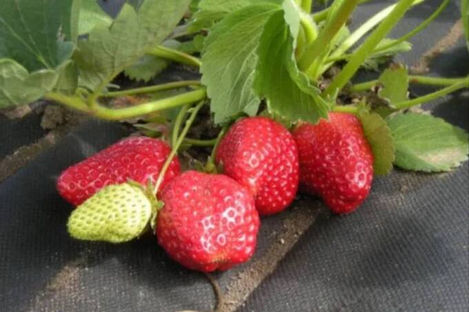 Як обрати якісні матеріали для дачі та будинку 