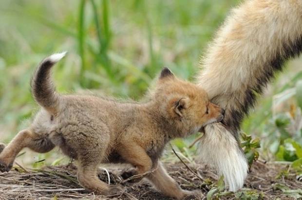 Скільки доведеться заплатити за порушення сезону тиші у лісах Вінниччини з 1 квітня