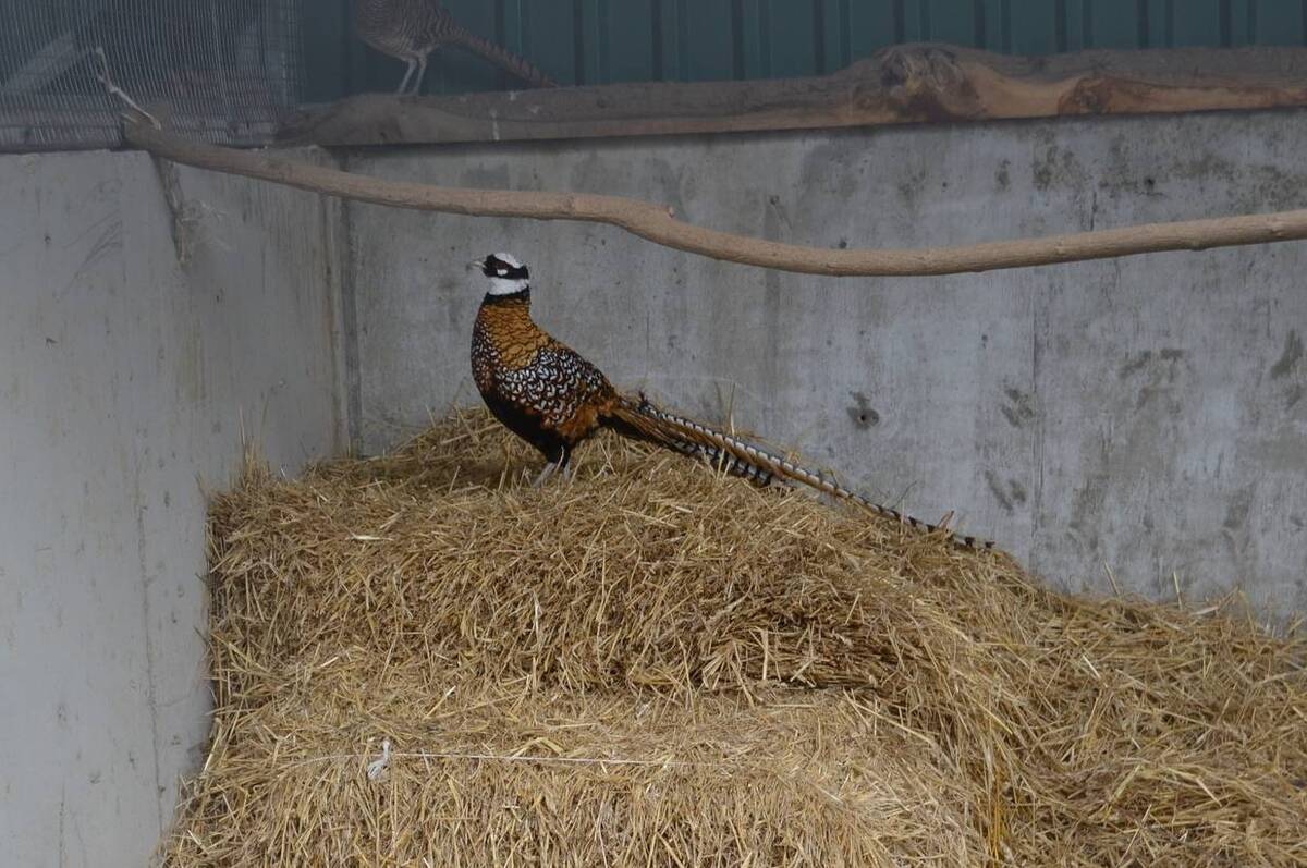 У Подільському зоопарку з’явилися екзотичні фазани