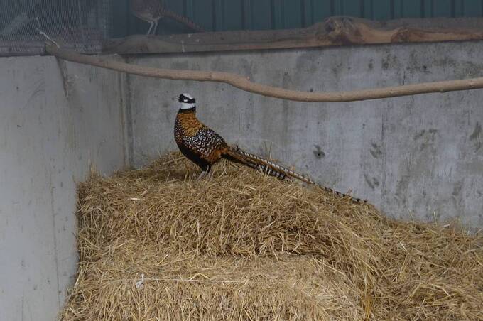 У Подільському зоопарку з’явилися екзотичні фазани