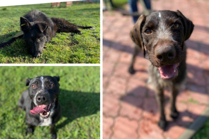 Собака Мія знайшла новий дім у вінницькій сім'ї з двома дітьми