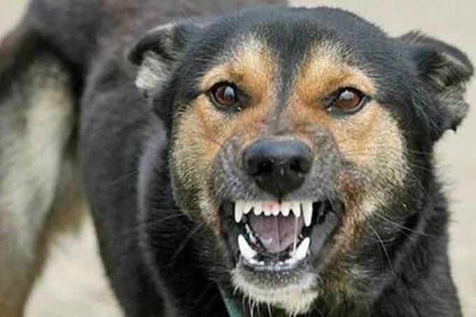 Понад 400 мешканців Вінниччини звернулися по медичну допомогу через напади тварин у березні 