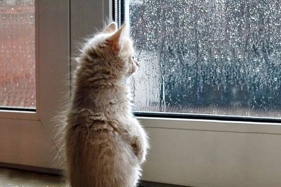 Заморозки та мокрий сніг: яку погоду готують вихідні на Вінниччині