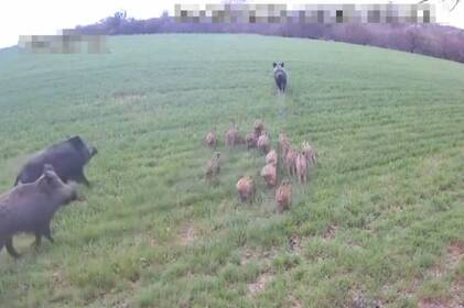 Небезпечна зустріч на кордоні: прикордонники показали родину диких кабанів