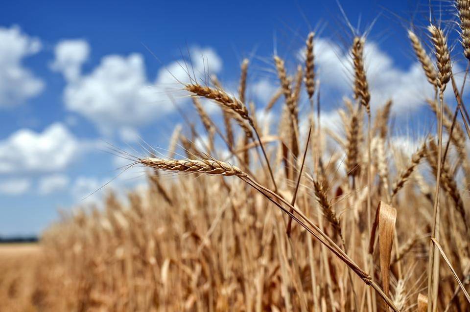 У Чорнобильській зоні незаконно вирощували врожай: що відомо