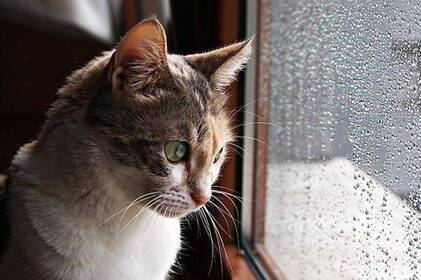 Нічні заморозки і теплі дні: якою буде погода на Вінниччині