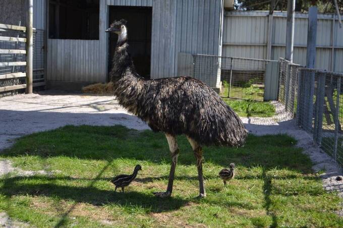 У Подільському зоопарку вперше народилися страуси Ему (фото)