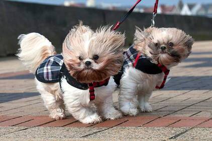 Заморозки та сильний вітер: прогноз погоди для Вінниччини на 24–25 квітня