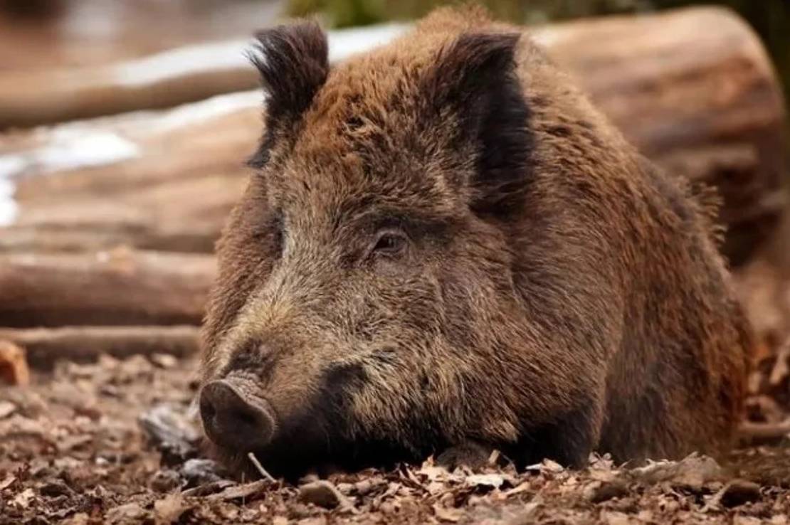 На Вінниччині зафіксували африканську чуму свиней: у громаді ввели карантин