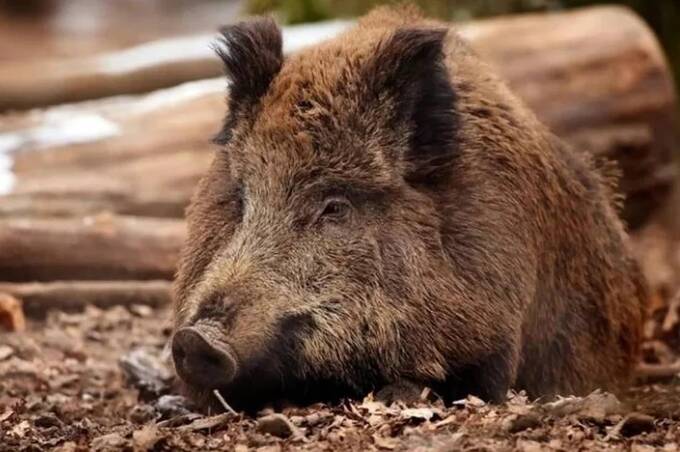 На Вінниччині зафіксували африканську чуму свиней: у громаді ввели карантин