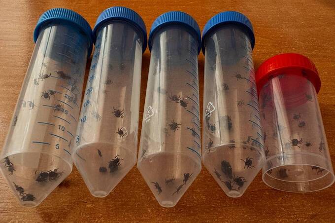 «Полювання» на кліщів у парках Вінниці підтвердило початок піку їхньої активності