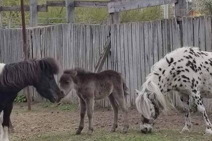 У Подільському зоопарку народилося лоша поні з незвичним окрасом