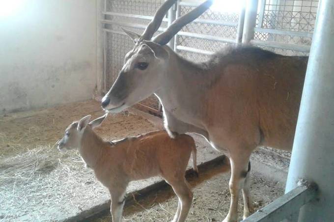 У Подільському зоопарку   народилось дитинча винторогої антилопи