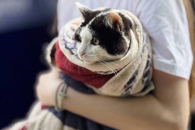 Котів і собак у Писарівці захищатимуть від сказу: коли і де відбудеться вакцинація
