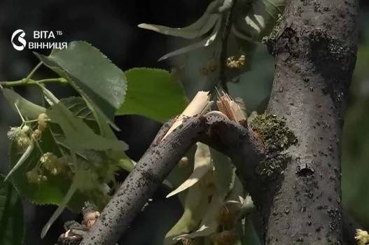 У центрі Вінниці пошкодили молоді липи: дерева ламали заради цвіту