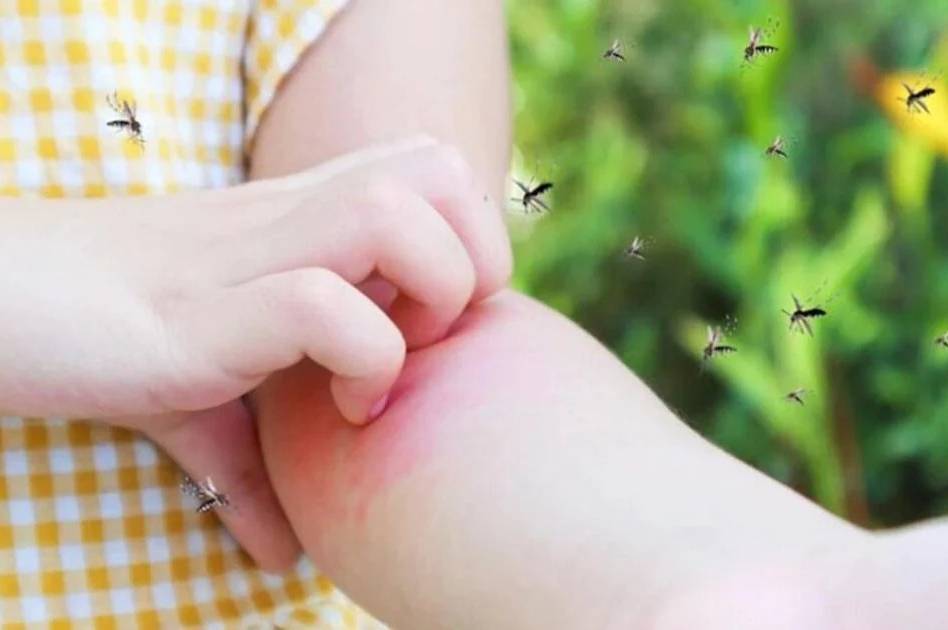 Вінницю атакували комарі: чому їх стало так багато та як уберегтися від укусів